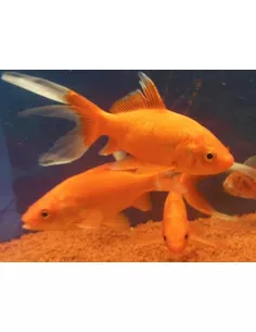 goudvis 12-15cm