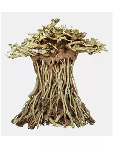 Bonsai Mushroom Medium