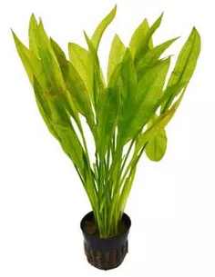Echinodorus bleheri - Amazone zwaardplant